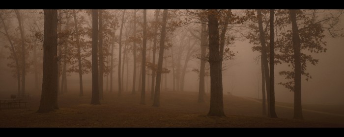 sepia tone forest.jpg (1 MB)